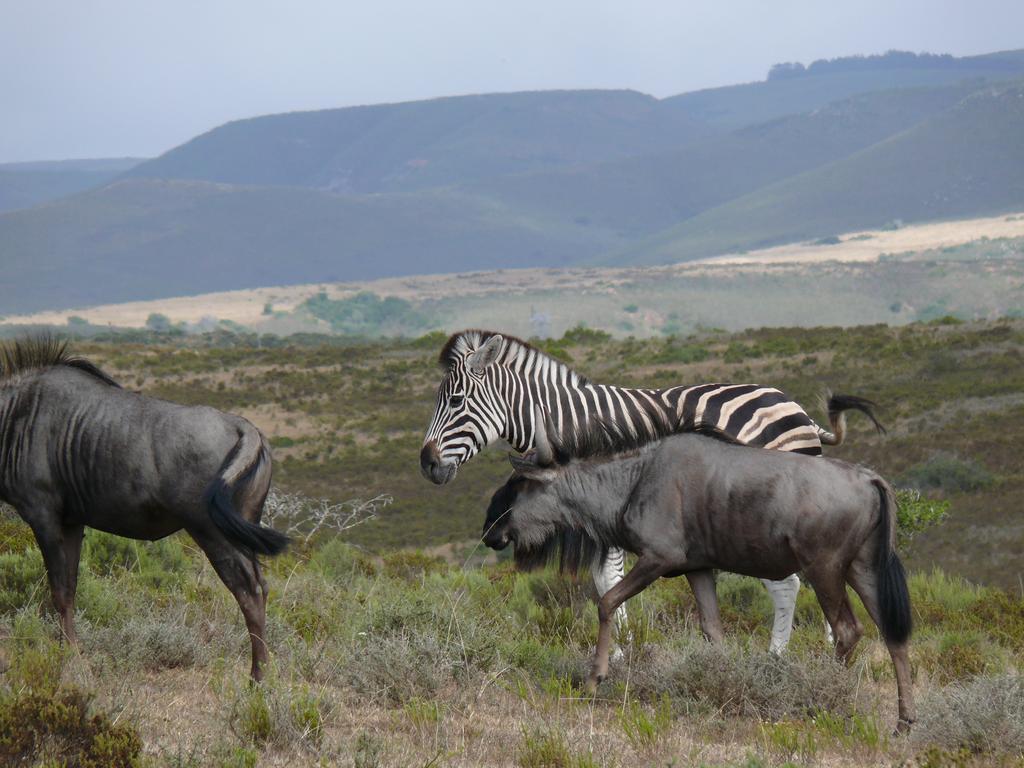 Nyaru Game Lodge Brandwag Екстер'єр фото