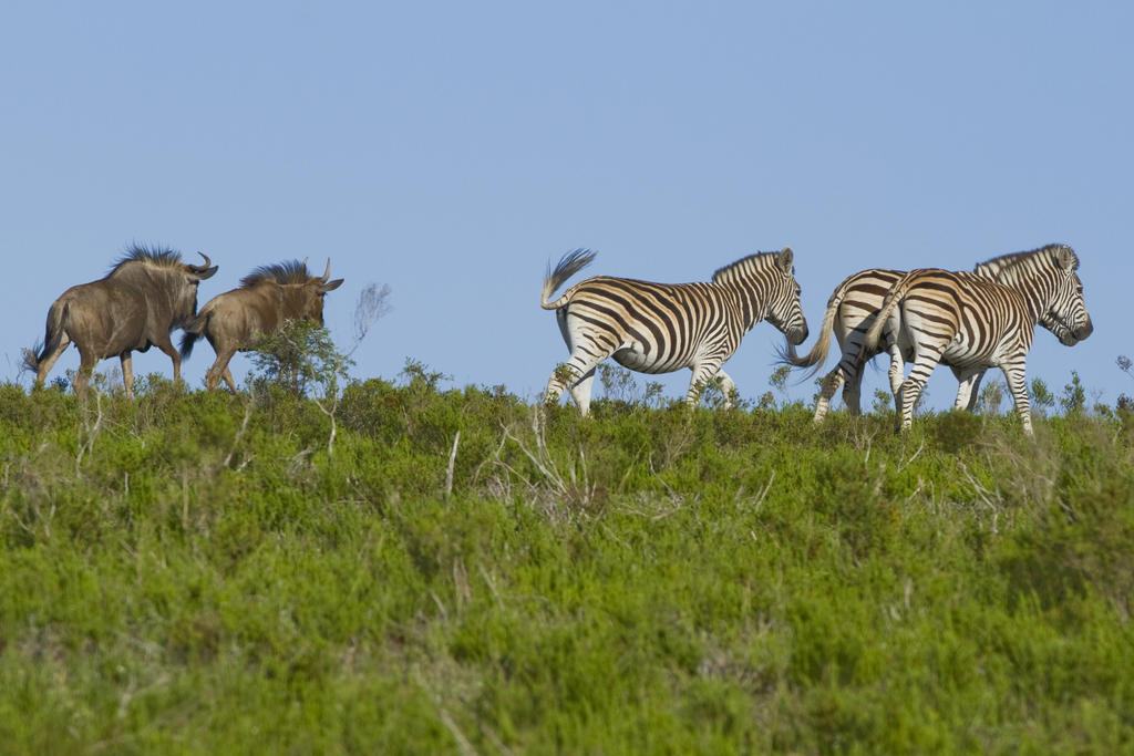 Nyaru Game Lodge Brandwag Екстер'єр фото