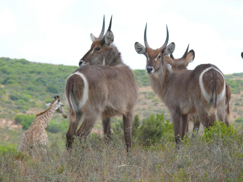Nyaru Game Lodge Brandwag Екстер'єр фото