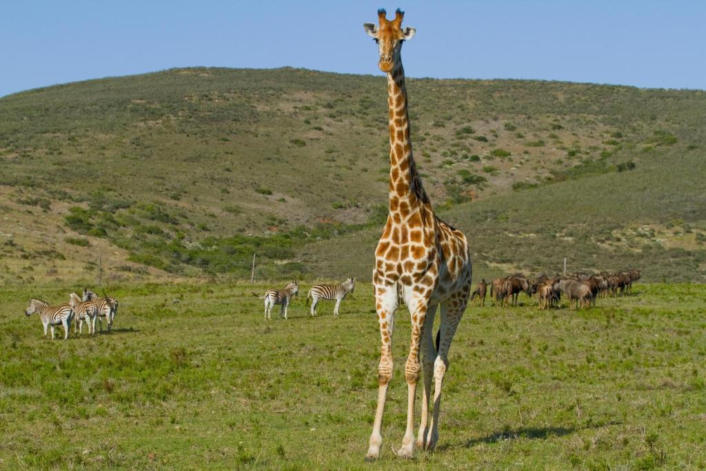 Nyaru Game Lodge Brandwag Екстер'єр фото